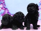 Irk Ve Sağlik Garanti̇si̇ İle Si̇yah Toy Poodle Yavrular