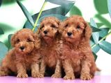 Irk Ve Sağlik Garanti̇si̇ İle Toy Poodle Yavrular