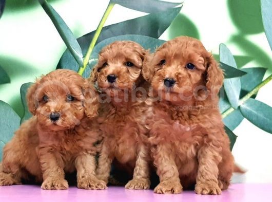 Irk Ve Sağlik Garanti̇si̇ İle Toy Poodle Yavrular görsel