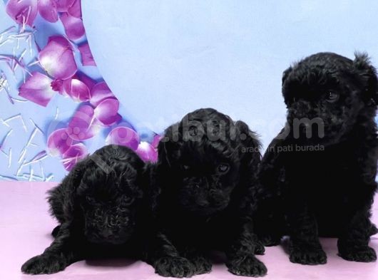 Irk Ve Sağlik Garanti̇si̇ İle Si̇yah Toy Poodle Yavrular görsel