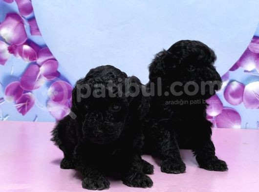 Irk Ve Sağlik Garanti̇si̇ İle Si̇yah Toy Poodle Yavrular görsel