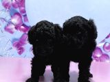 Irk Ve Sağlik Garanti̇si̇ İle Si̇yah Toy Poodle Yavrular