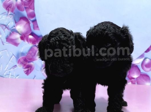 Irk Ve Sağlik Garanti̇si̇ İle Si̇yah Toy Poodle Yavrular görsel