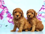 Irk Ve Sağlik Garanti̇si̇ İle Toy Poodle Yavrular
