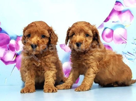 Irk Ve Sağlik Garanti̇si̇ İle Toy Poodle Yavrular görsel