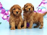 Irk Ve Sağlik Garanti̇si̇ İle Toy Poodle Yavrular