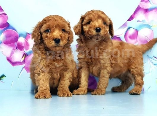 Irk Ve Sağlik Garanti̇si̇ İle Toy Poodle Yavrular görsel