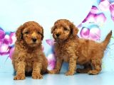 IRK VE SAĞLIK GARANTİSİ İLE TOY POODLE YAVRULAR