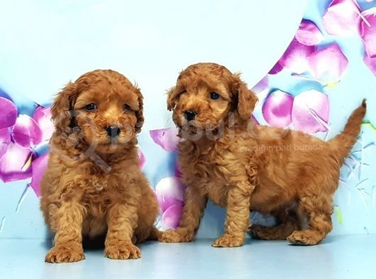 Irk Ve Sağlik Garanti̇si̇ İle Toy Poodle Yavrular