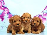 Irk Ve Sağlik Garanti̇si̇ İle Toy Poodle Yavrular