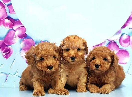Irk Ve Sağlik Garanti̇si̇ İle Toy Poodle Yavrular görsel