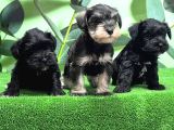 Irk Ve Sağlik Garanti̇si̇yle Mi̇nyatür Schnauzer Yavrular