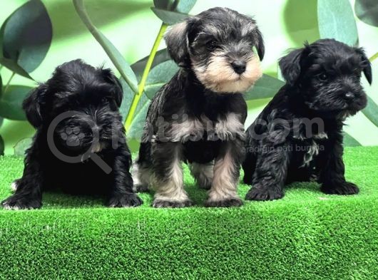 Irk Ve Sağlik Garanti̇si̇yle Mi̇nyatür Schnauzer Yavrular görsel