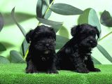 Irk Ve Sağlik Garanti̇si̇yle Mi̇nyatür Schnauzer Yavrular