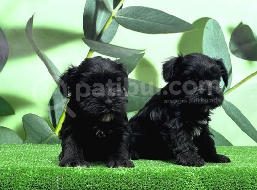 Irk Ve Sağlik Garanti̇si̇yle Mi̇nyatür Schnauzer Yavrular görsel