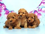 Irk Ve Sağlik Garanti̇si̇ İle Toy Poodle Yavrular