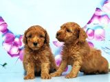 Irk Ve Sağlik Garanti̇si̇ İle Toy Poodle Yavrular