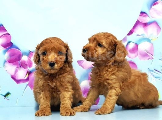 Irk Ve Sağlik Garanti̇si̇ İle Toy Poodle Yavrular görsel