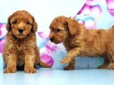 Irk Ve Sağlik Garanti̇si̇ İle Toy Poodle Yavrular