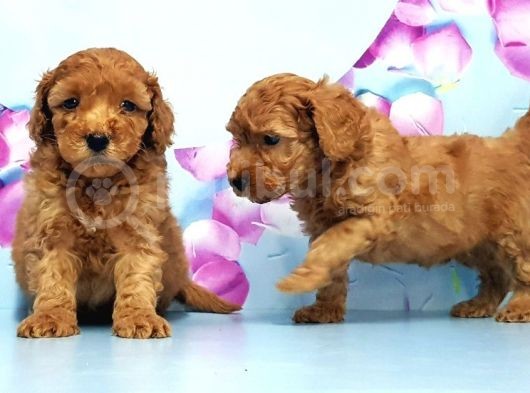 Irk Ve Sağlik Garanti̇si̇ İle Toy Poodle Yavrular görsel