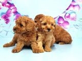 Irk Ve Sağlik Garanti̇si̇ İle Toy Poodle Yavrular