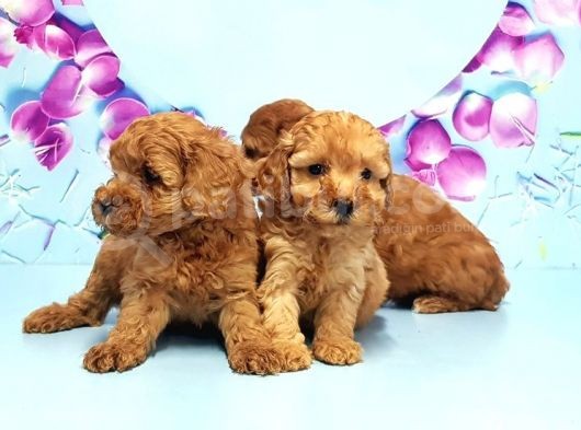 Irk Ve Sağlik Garanti̇si̇ İle Toy Poodle Yavrular görsel