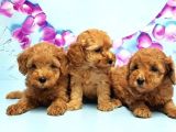 Irk Ve Sağlik Garanti̇si̇ İle Toy Poodle Yavrular