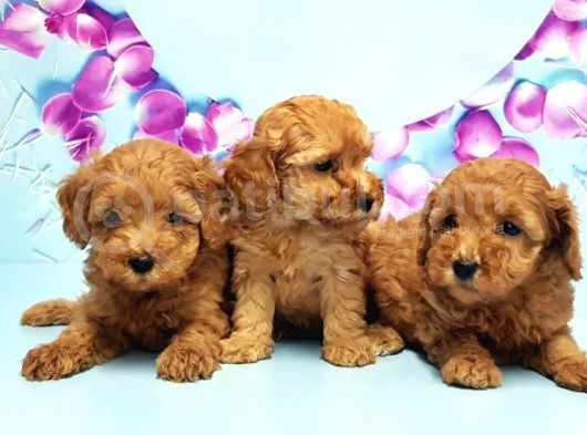 Irk Ve Sağlik Garanti̇si̇ İle Toy Poodle Yavrular görsel
