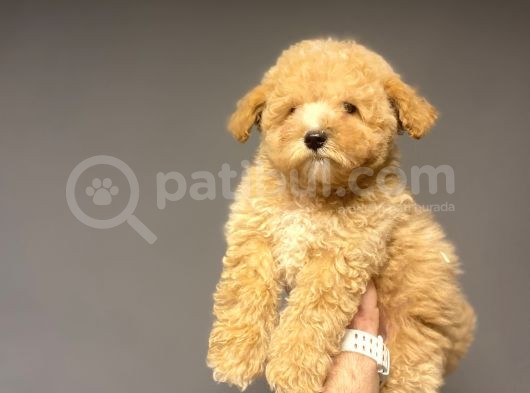 Sevi̇mli̇ Toy Poodle Bebeği̇mi̇z