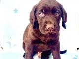 EN GÜZEL LABRADOR BEBEKLER