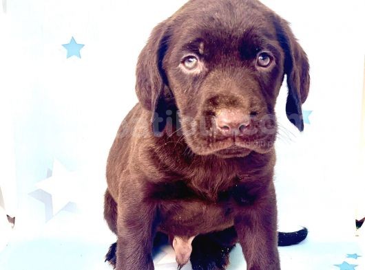 En Güzel Labrador Bebekler