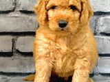 GERÇEK ORJİNAL MALTİPOO BEBEKLER POODLE AYARINDA