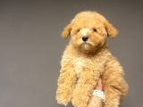 Sevi̇mli̇ Toy Poodle Bebeği̇mi̇z