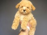 Sevi̇mli̇ Toy Poodle Bebeği̇mi̇z
