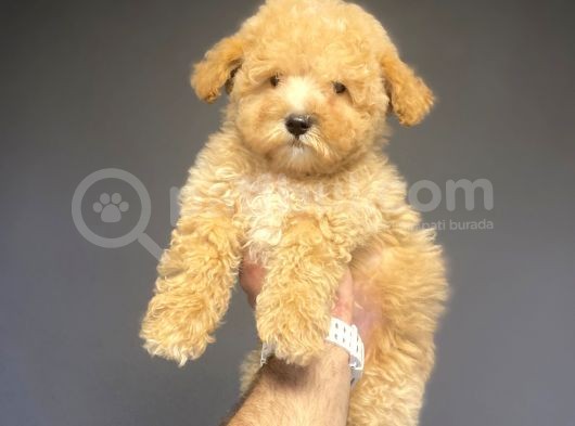 Sevi̇mli̇ Toy Poodle Bebeği̇mi̇z görsel