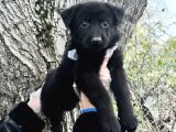 Black Solid Harika Anatomi Alman Kurdu Yavrular
