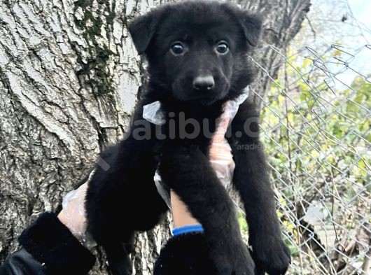 Black Solid Harika Anatomi Alman Kurdu Yavrular