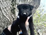 Black Solid Harika Anatomi Alman Kurdu Yavrular