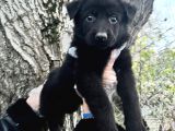Black Solid Harika Anatomi Alman Kurdu Yavrular