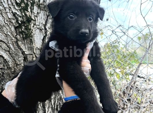 Black Solid Harika Anatomi Alman Kurdu Yavrular görsel