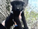 Black Solid Harika Anatomi Alman Kurdu Yavrular