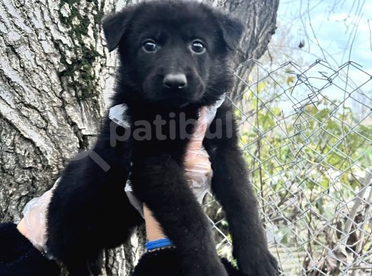 Black Solid Harika Anatomi Alman Kurdu Yavrular görsel