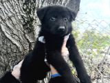 Black Solid Harika Anatomi Alman Kurdu Yavrular