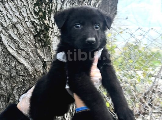 Black Solid Harika Anatomi Alman Kurdu Yavrular görsel