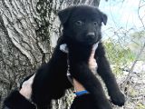 Black Solid Harika Anatomi Alman Kurdu Yavrular