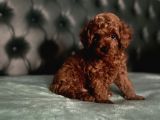 En küçük boy red brown DİŞİ poodle