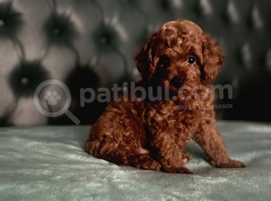 En Küçük Boy Red Brown Di̇şi̇ Poodle