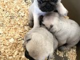 Pug Mops