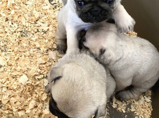 Pug Mops