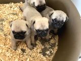 Pug Mops